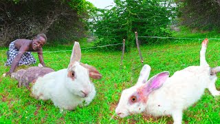 WILD RABIT HUNTING | காட்டு முயல் வேட்டை | PRIMITIVE TECHNOLOGY |Village Grandpa