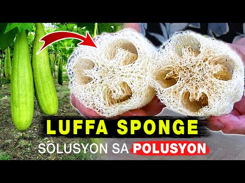 Luffa Sponge - Solusyon Sa Polusyon