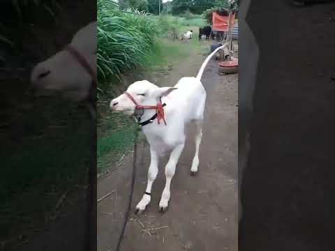 சுத்தமயிலை கன்று அழகு 🔥🔥🔥