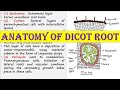 Dicot Root Structure and Function