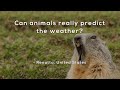 Animal Behavior and Weather Prediction