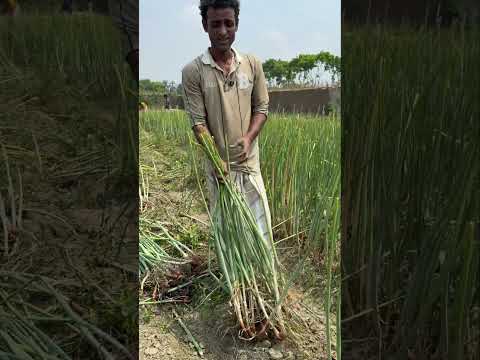 যে পেঁয়াজ বাজারে বিক্রয় হয় না,মানুষকে এমনি ফ্রি দেয়