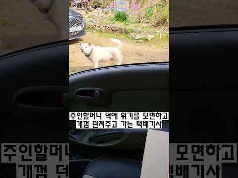 [실제상황] 시골 오솔길을 지나가는 택배차를 가로막고 미친듯이 짖어대던 백구 두마리를 순한 양으로 만든 주인할머니