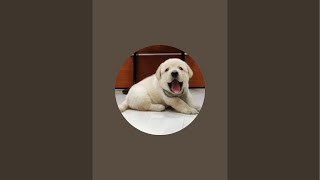 Little John The Labrador is live