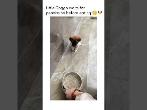 Cute dog waits for permission before eating 👍🐶❤ #shorts #dogs #cute