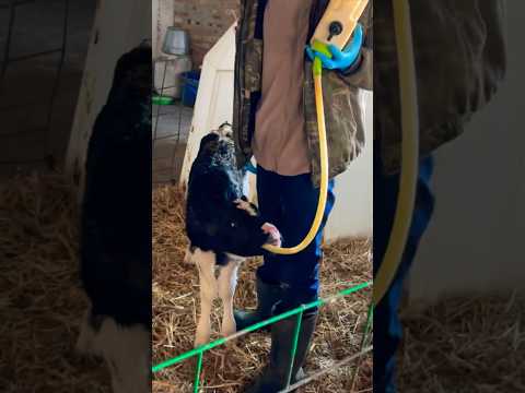 Incredible Automatic Feeding