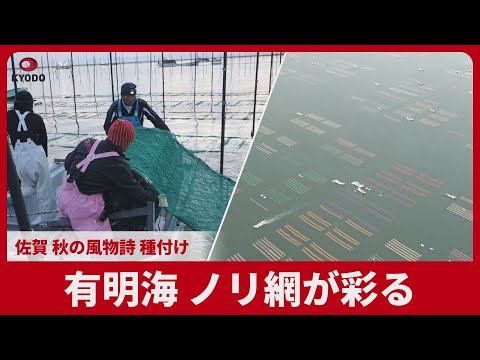 有明海 ノリ網が彩る 佐賀 秋の風物詩 種付け