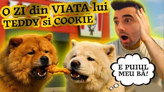 O ZI din VIAȚA lui TEDDY și COOKIE | FAMILIA HAM 🐶 (Amintiri) #familiaham