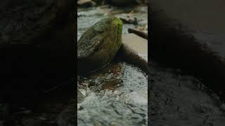 Rising Appalachia - "In Love With the Quiet"