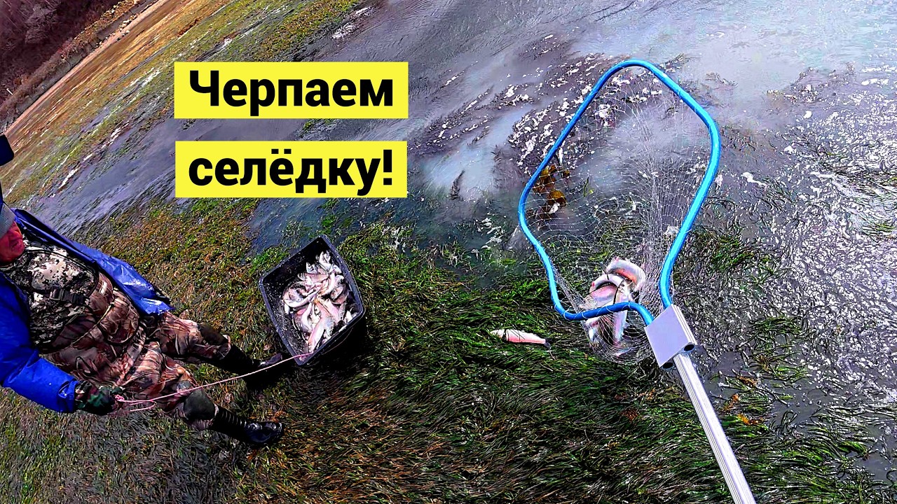 Селёдка пришла! Вода белая от молоки