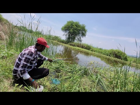 Village Fishing 🎣 video Hook FLOAT Fishes to Catching