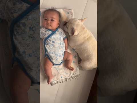 子供嫌いでも赤ちゃんには優しい愛犬に感動… #赤ちゃん #フレンチブルドッグ #愛犬 #shorts
