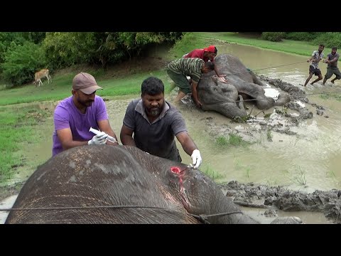Injured Elephant Falls Into River — What Happened Next Will Melt Your Heart #india #animals