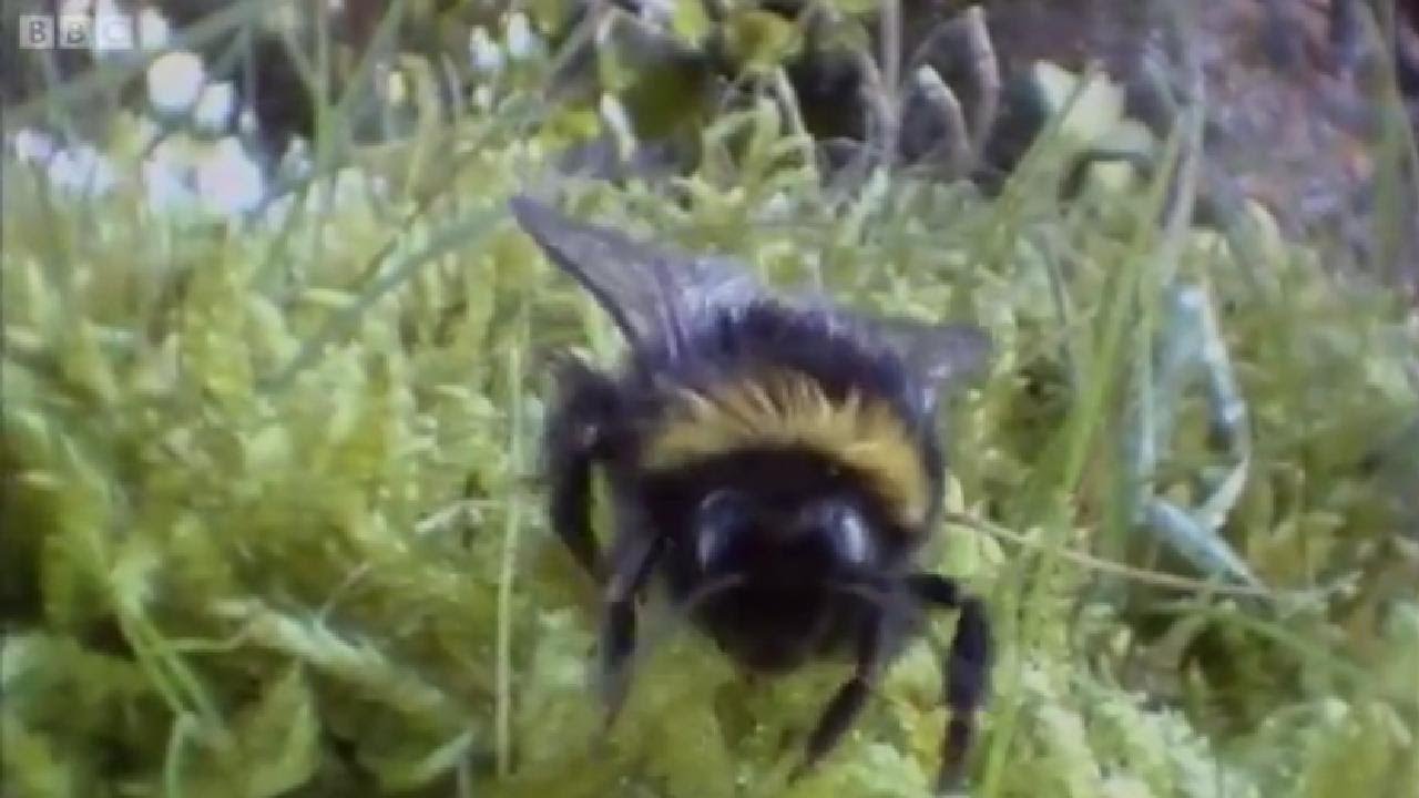 Clever Queen Bumble Bees Life In The Undergrowth BBC Earth