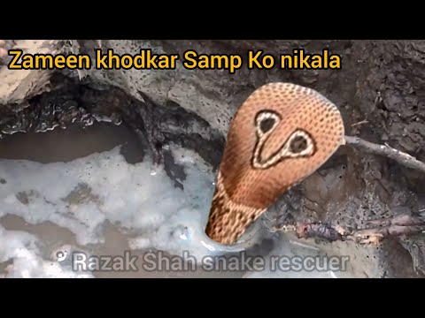 Spectacled Cobra इस सांप को जमीन से खोदकर निकाला This snake was dug out from the ground।#kingcobra.
