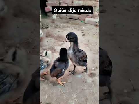 nunca subestimes a nadie Por su tamaño, las apariencias engañan, 🐣🐤🐥😃😄😅