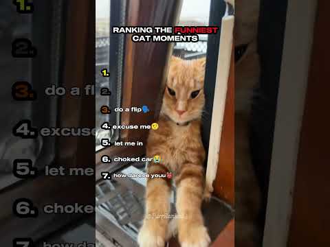 Ranking the Funniest Cat Moments Part 3