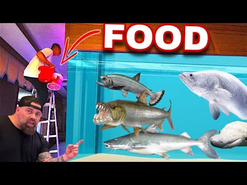 “INSANE Monster FISH Feeding in Giant Aquarium!”