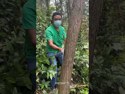 खतरनाक कुल्हाड़ी। mini wood gadgets #viralvideo #trending #viralshorts