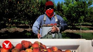 YouTube video thumbnail: Why Peach Farmers Are Being Forced to Destroy 420,000 Trees