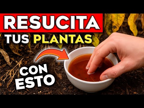 ÚSALO en tus PLANTAS y REVIVEN al INSTANTE 🌱 (FUNCIONA en Plantas MUERTAS y Enfermas)