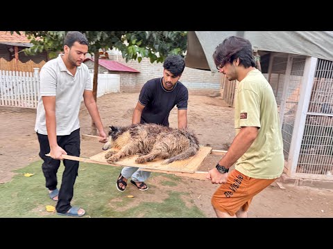 Dog In Danger emergency main hospital lay jana para 🚨🚨