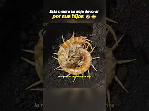 La madre que se deja devorar por sus hijos: matrifagia en la naturaleza