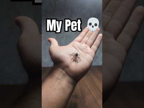 Spider Update #animal #nature #pet