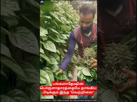 பங்களாதேஷின் கஜானாவை நிரப்பும் "வெற்றிலை"! 😱 எப்படி வளர்க்கிறார்கள் பாருங்க! #shorts