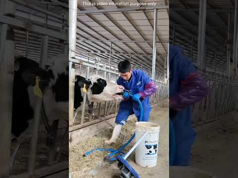 आदमी ने गाय के मुह लोहे की रॉड डाल दी। 🧐 #viral #subscribe #shorts #trending #trendingshorts