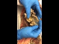 Anatomy of the Cat's Digestive System