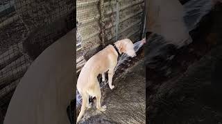 #viral #ytshorts #youtubeshorts #pets #animal #pets bath
