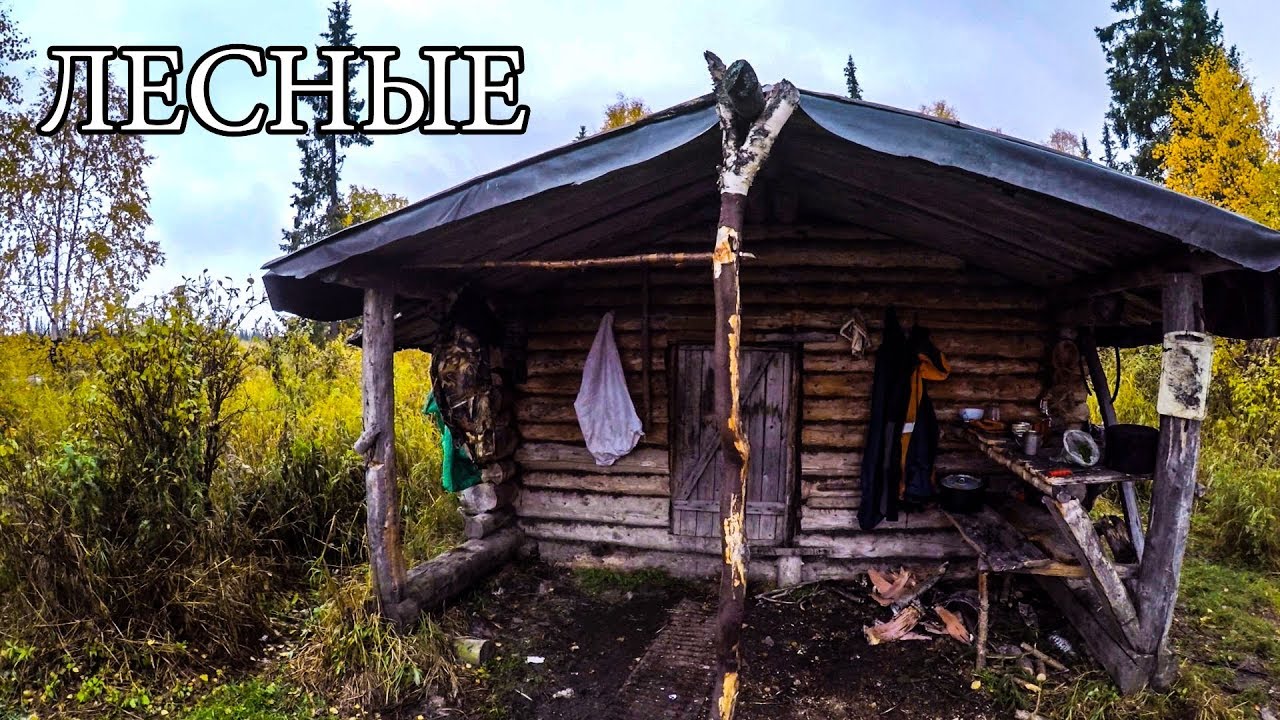 Лесная изба отшельников жизнь в дикой природе, трофеи, люди севера, тайга, оружие, фильм 2017