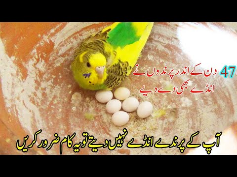 Bajri Toton ne 11 anday de dye | Care of Budgies Birds | Colony Update