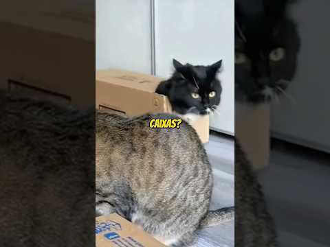 por que GATOS amam CAIXAS? | wildboppre #shorts