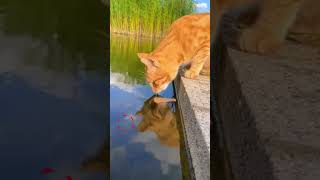 Clever cat got a fish🐟🧠#shorts #funny #cat