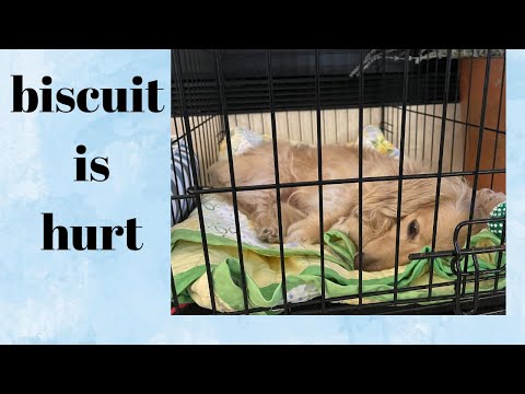 Biscuit's Freaky Accident...and More !