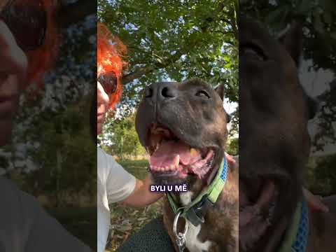 ŠÍLENÁ proměna agresivního psa! 😮