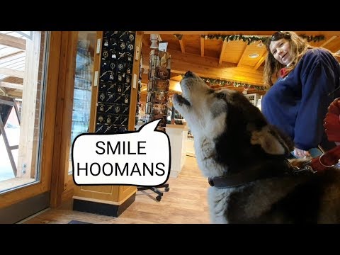 Dog loves to make people Laugh and Smile every day