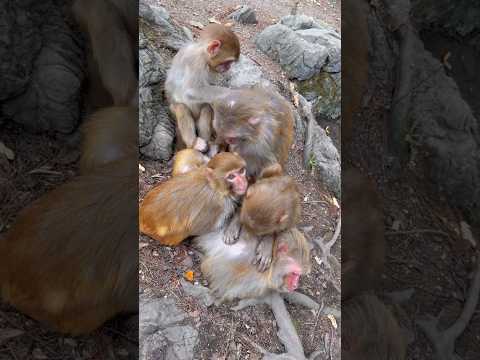 इतना प्यार एक साथ! देखिए बंदरों का पारिवारिक मिलन 🐒❤️ #MonkeyFamily #Shorts