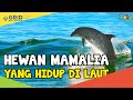 Perbedaan Mamalia Laut dan Ikan