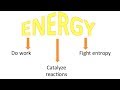 Enzyme Function and Regulation Concepts