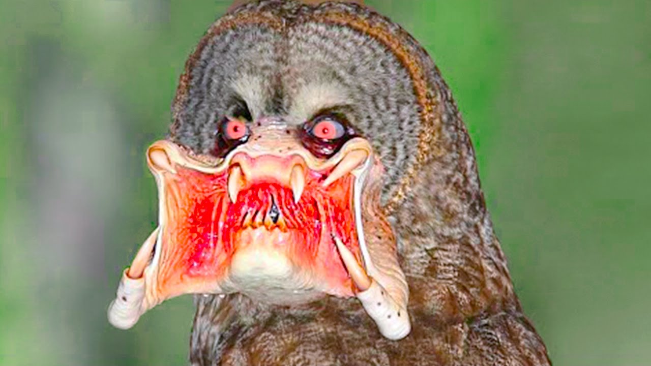 20 Deadliest Animal Mouths That Will Give You the Chills