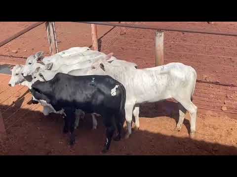 LOTE 03
