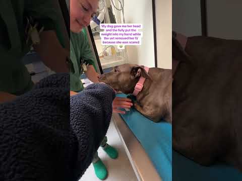 Vet visits in USA vs