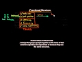 Understanding Functional Structure in Organizations