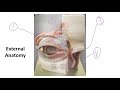 Eye Anatomy and Functions