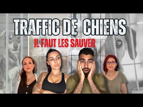ON adopte un chien D’un TRAFFIC animal ! CE qu’on a découvert est CHOQUANT.