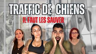 ON adopte un chien D’un TRAFFIC animal ! CE qu’on a découvert est CHOQUANT.