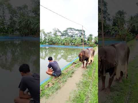 গরু এটা কি করলো